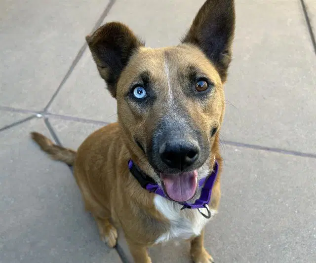 Roxie - German Shepherd Dog