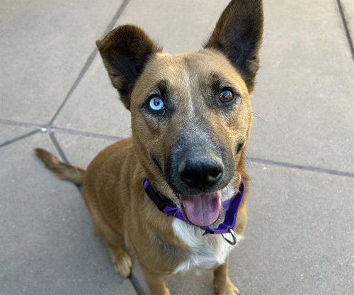 Roxie, German Shepherd Dog / Mixed (medium coat)