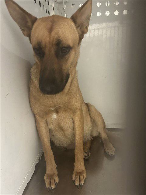 LEVERNE, a dog for adoption from Contra Costa Animal Services