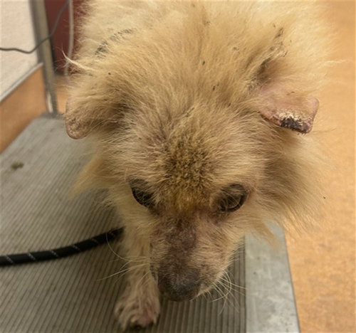 A1053665, a dog for adoption from Contra Costa Animal Services