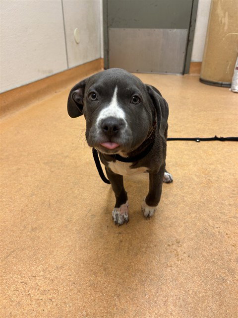 SAGE, a dog for adoption from Contra Costa Animal Services