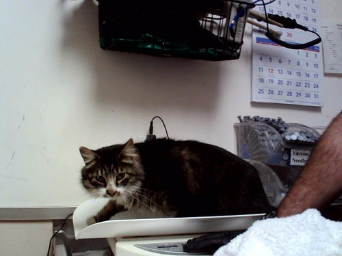 FEYINO, a cat for adoption from Contra Costa Animal Services