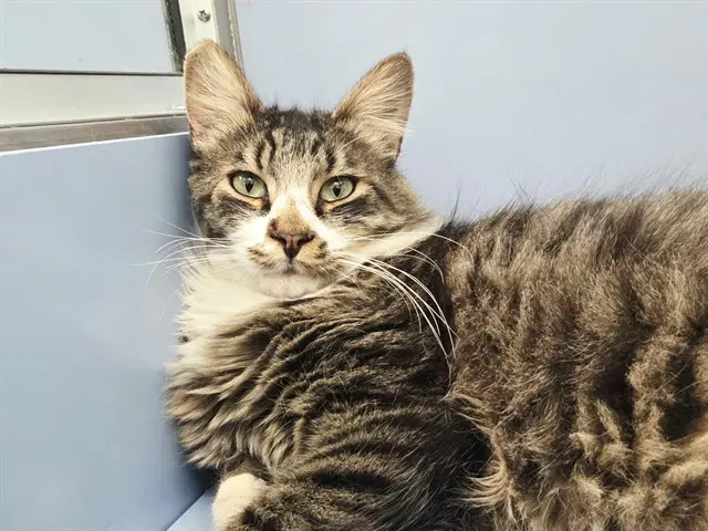 Feyino - Domestic Medium Hair