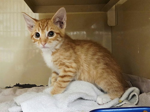 GOLDFISH, a cat for adoption from Contra Costa Animal Services