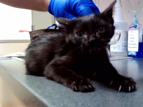 SARDINE, a cat for adoption from Contra Costa Animal Services