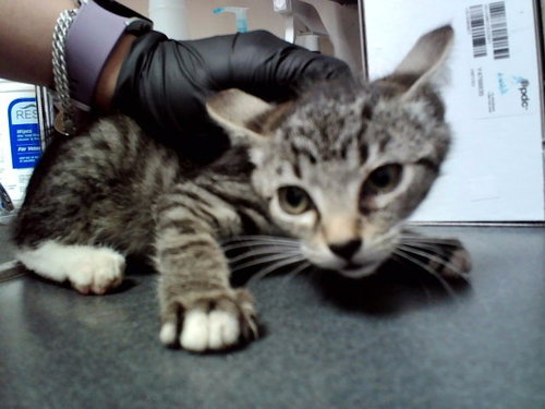 GROUPER, a cat for adoption from Contra Costa Animal Services