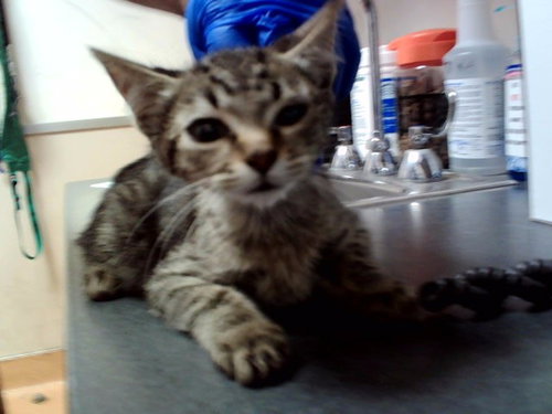 TILAPIA, a cat for adoption from Contra Costa Animal Services