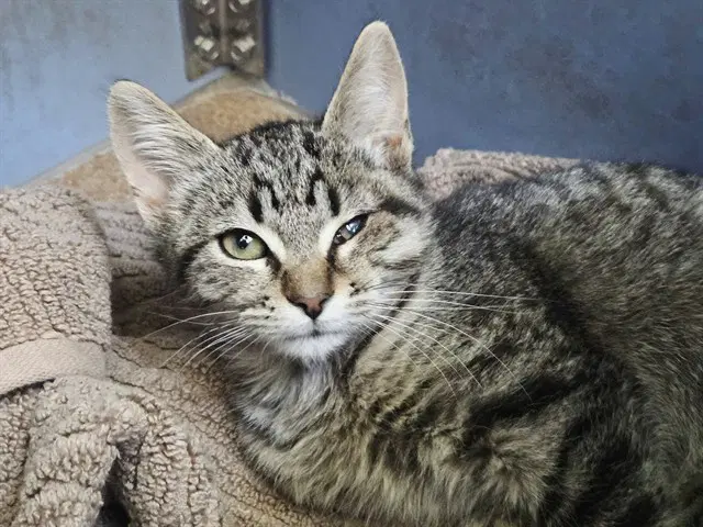 Tilapia - Domestic Short Hair
