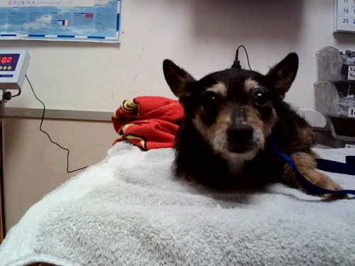 GEORGINA, a dog for adoption from Contra Costa Animal Services