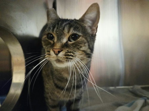 SALLY, a cat for adoption from Contra Costa Animal Services