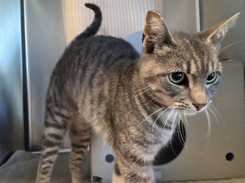 MAGIC, a cat for adoption from Contra Costa Animal Services
