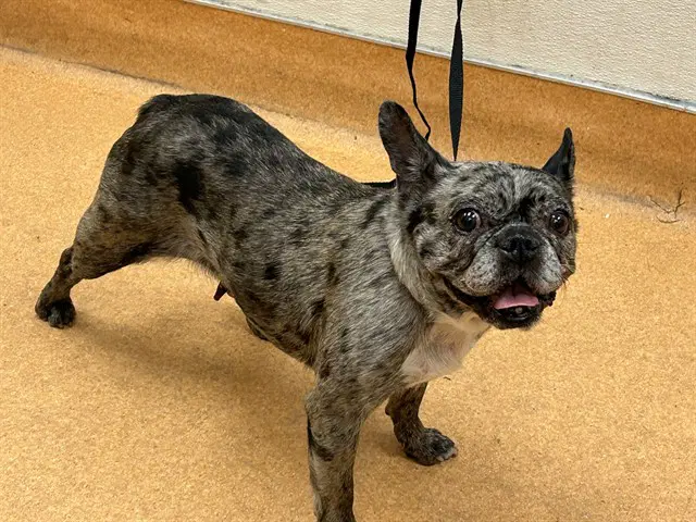 Margo - French Bulldog