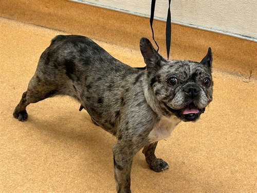 MARGO, a dog for adoption from Contra Costa Animal Services