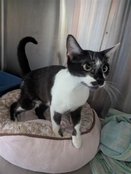 A1052500, a cat for adoption from Contra Costa Animal Services