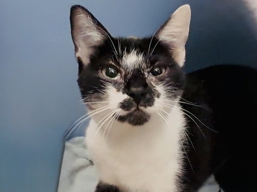 Babe, Domestic Short Hair (medium coat)