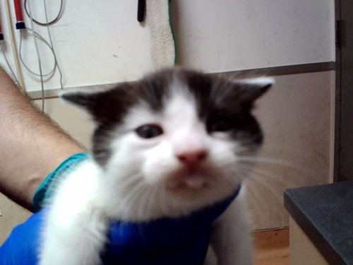 A1052641, a cat for adoption from Contra Costa Animal Services