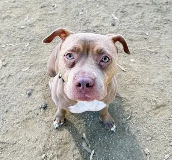 Princess - Pit Bull Terrier