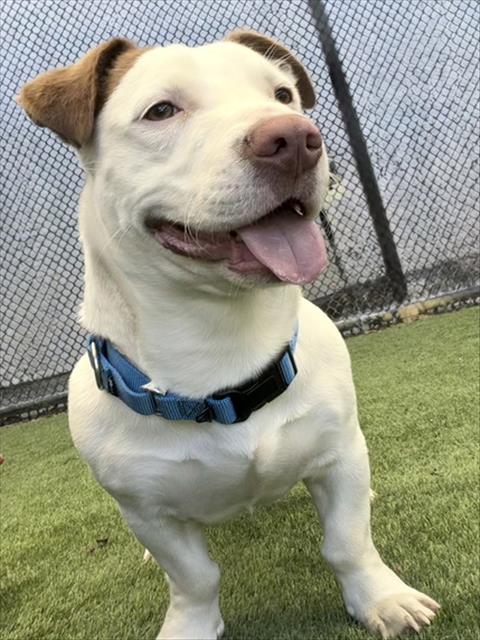 Brick, Pit Bull Terrier / Mixed (medium coat)