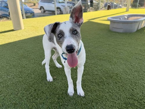 MINNOW, a dog for adoption from Contra Costa Animal Services