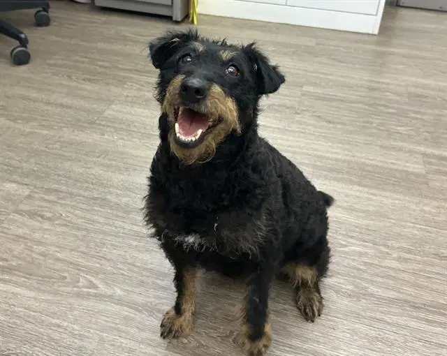 Javelin - Terrier