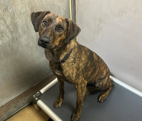 Tetra, Terrier / Mixed (medium coat)