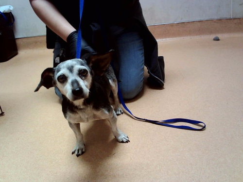 Elizabeth, Chihuahua / Mixed (medium coat)