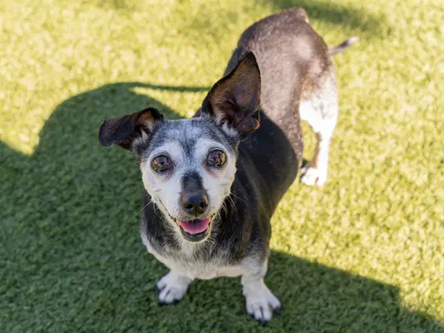 Elizabeth - Chihuahua