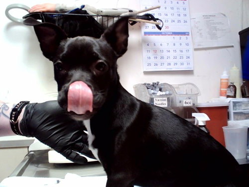 Ebony, Pit Bull Terrier / Mixed (medium coat)