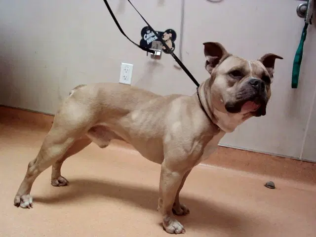 Francis - Pit Bull Terrier