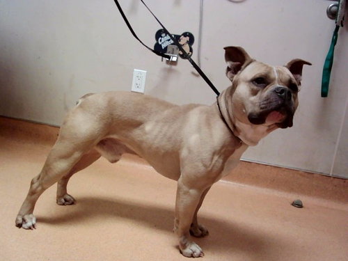 Francis, Pit Bull Terrier / Mixed (medium coat)
