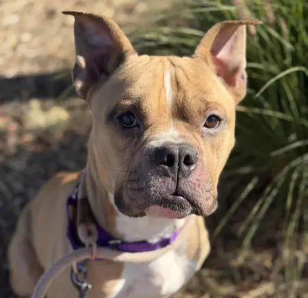 Francis - Pit Bull Terrier