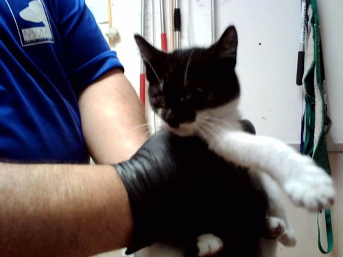 A1054184, a cat for adoption from Contra Costa Animal Services