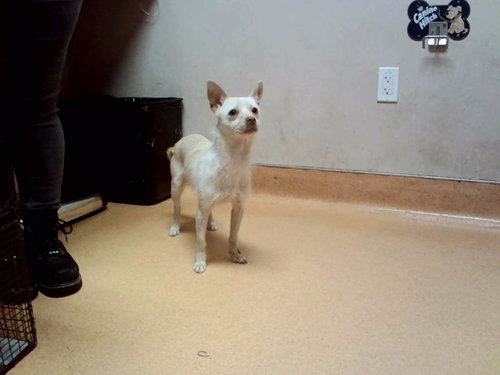 Halibut, Terrier / Mixed (medium coat)