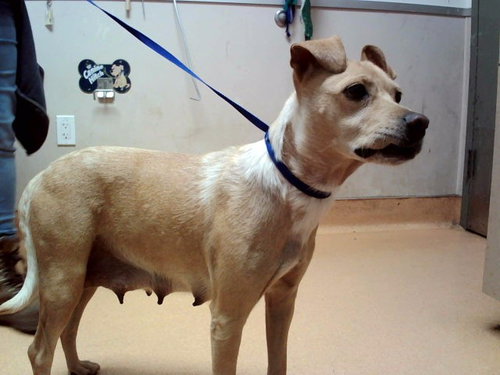Oyster, Terrier / Mixed (medium coat)