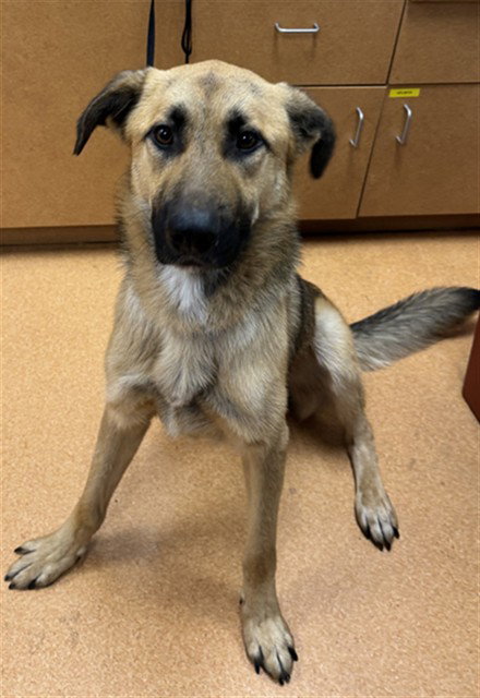 Ranger, German Shepherd Dog (medium coat)