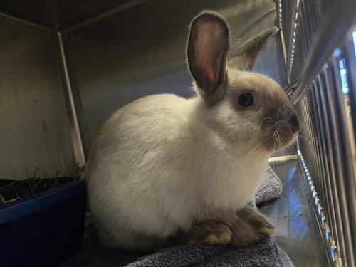 LATTE, a rabbit for adoption from Contra Costa Animal Services