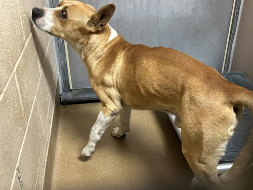 Dogfish, Pit Bull Terrier / Labrador Retriever / Mixed (medium coat)