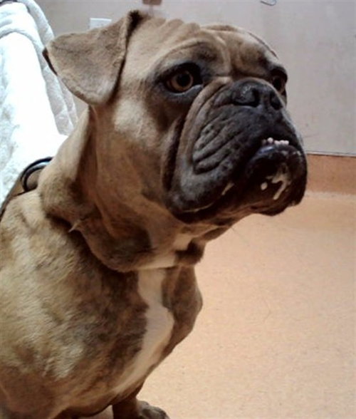 Angler, French Bulldog / Mixed (medium coat)