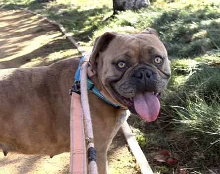 Angel - French Bulldog