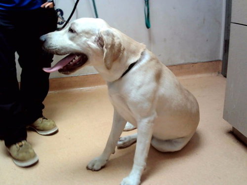 RICO, a dog for adoption from Contra Costa Animal Services