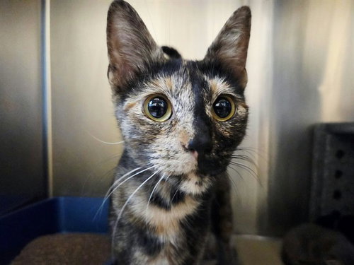 A1054303, a cat for adoption from Contra Costa Animal Services
