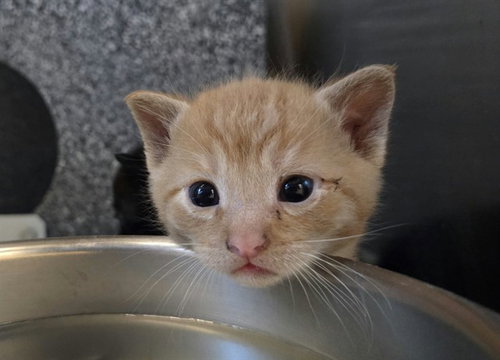 A1054304, a cat for adoption from Contra Costa Animal Services