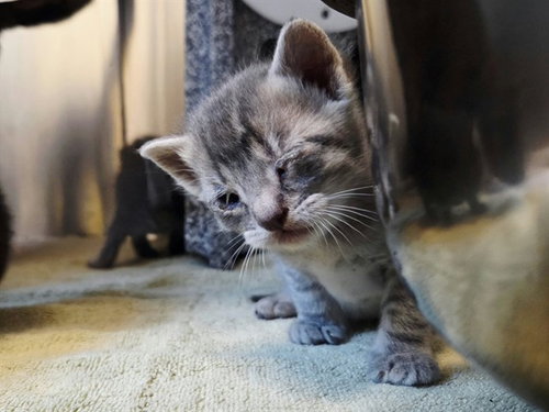 A1054305, a cat for adoption from Contra Costa Animal Services