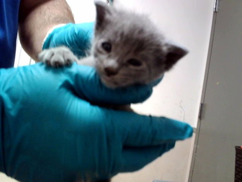 A1054306, a cat for adoption from Contra Costa Animal Services