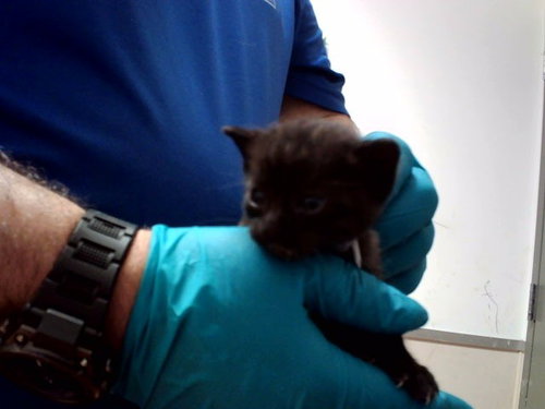 A1054307, a cat for adoption from Contra Costa Animal Services