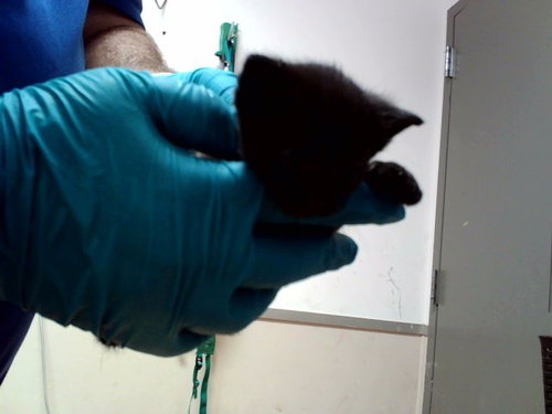 A1054308, a cat for adoption from Contra Costa Animal Services