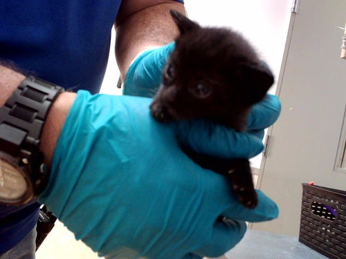 A1054309, a cat for adoption from Contra Costa Animal Services