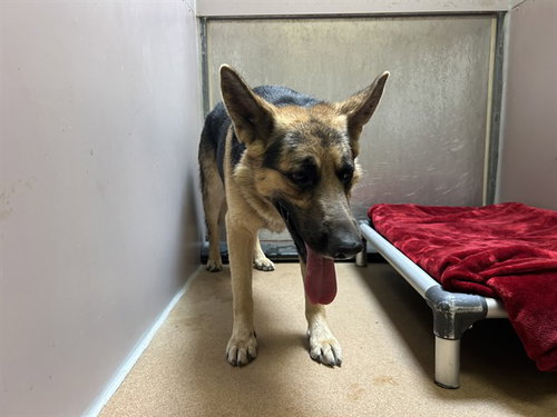 HUXLEY, a dog for adoption from Contra Costa Animal Services