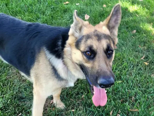 Huxley - German Shepherd Dog