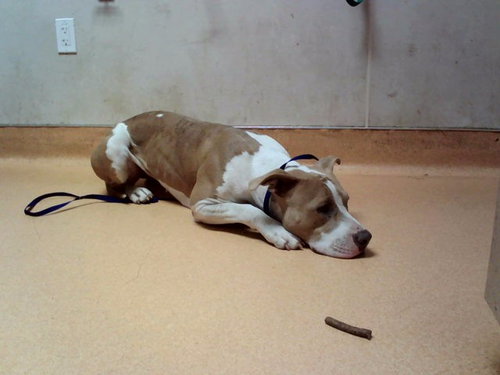 NELLIE, a dog for adoption from Contra Costa Animal Services
